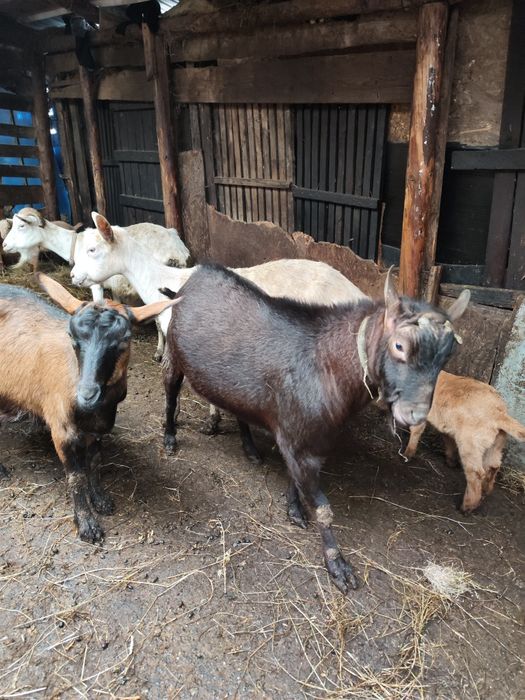 Țap Murciano Granadina