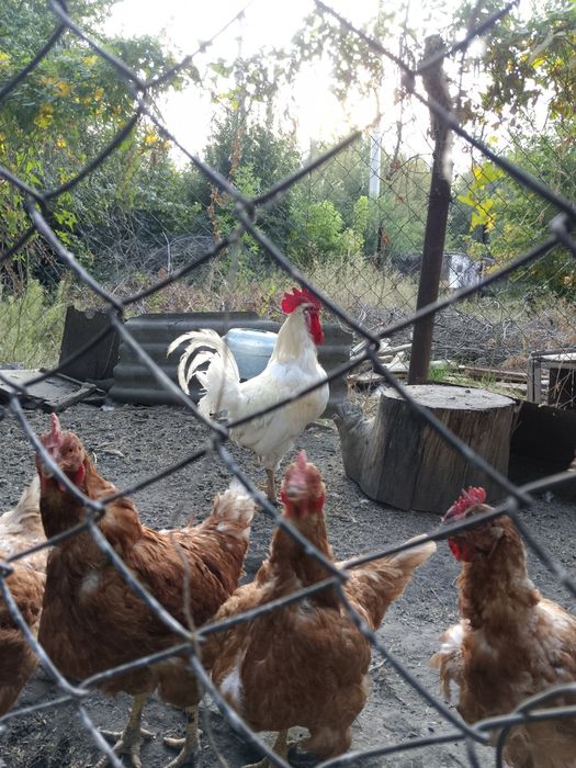 Продам куриц и петуха