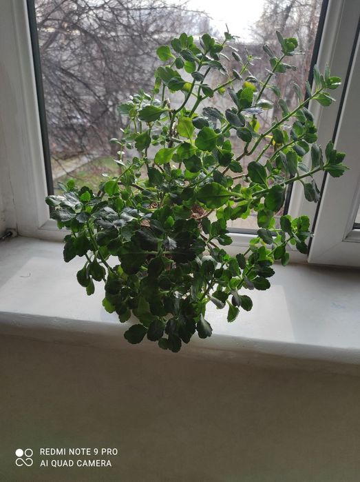 Цветы комнатные бамбук  фиалки толстянка каланхоэ