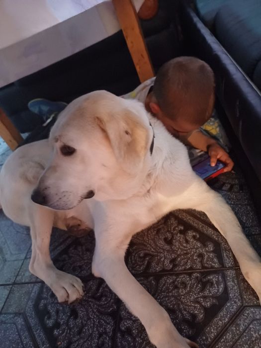 Подарява се кученце Ламбо