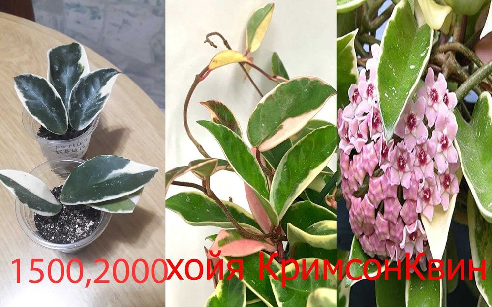 Комнатные  цветы