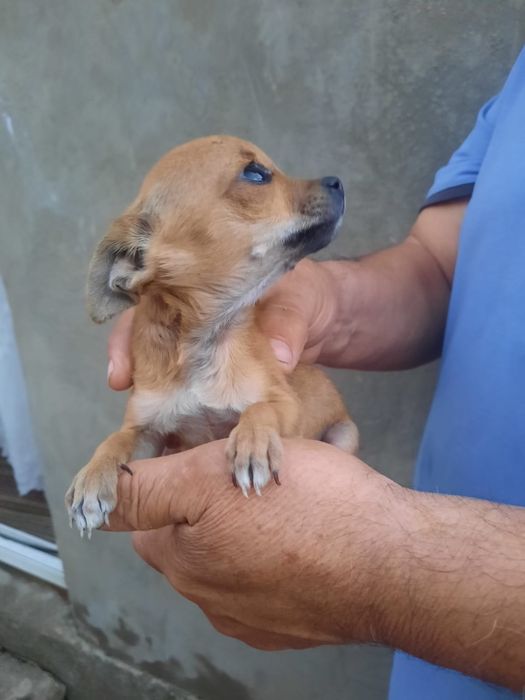 Маленькая чихуахуа