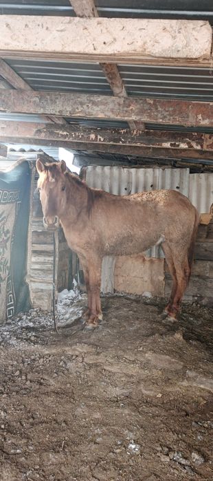 Продам лошодей 2 года құнан