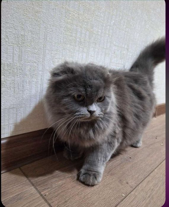 Продам кошку беременную