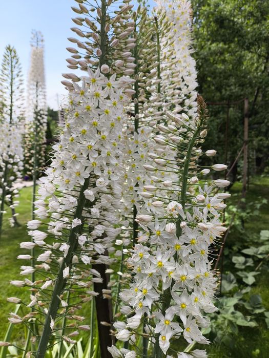 Эремурус мощный , клубни