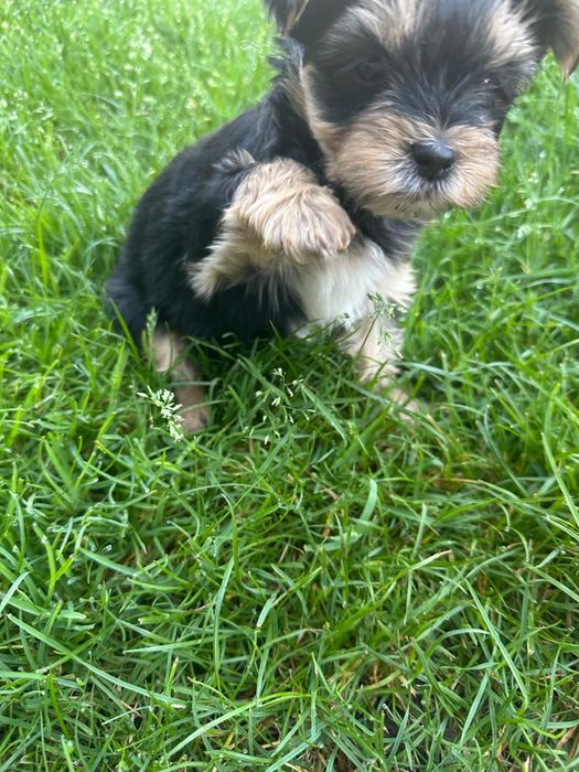 Yorkshire terrier