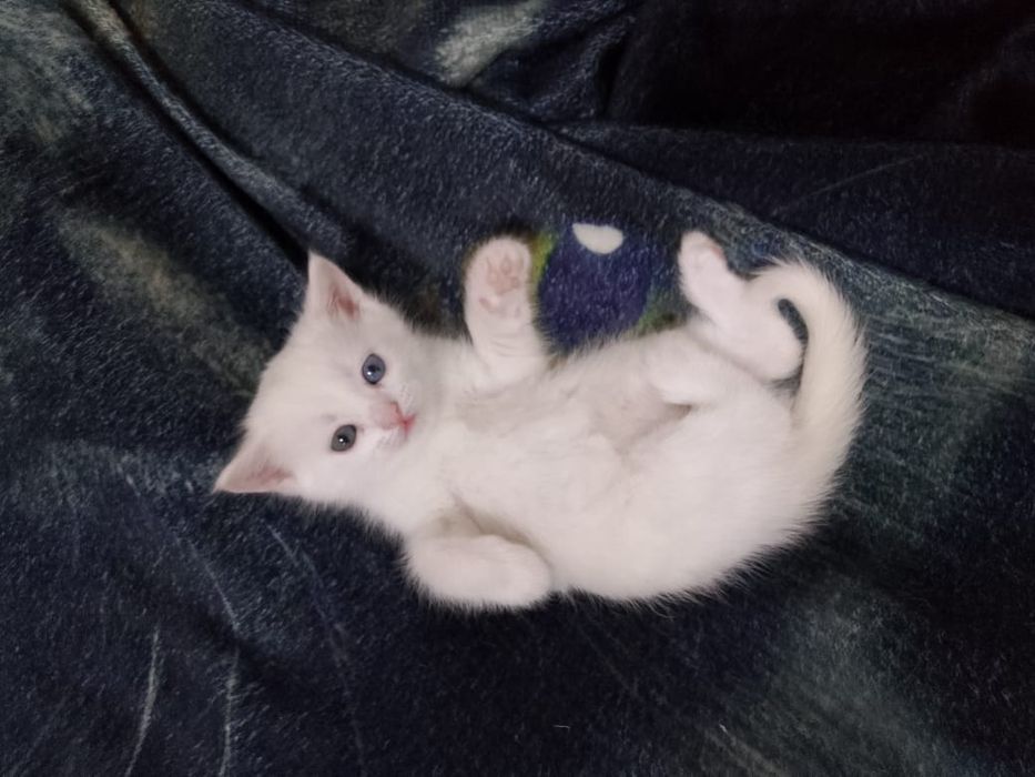 Продам кошечку 2месяца.