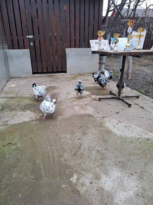 Porumbei Kingi de vânzare