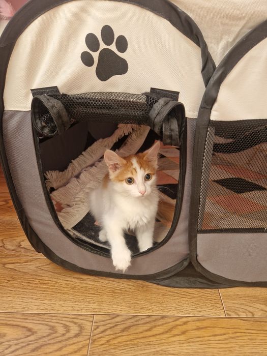 Отдам котёнка в надежные руки
