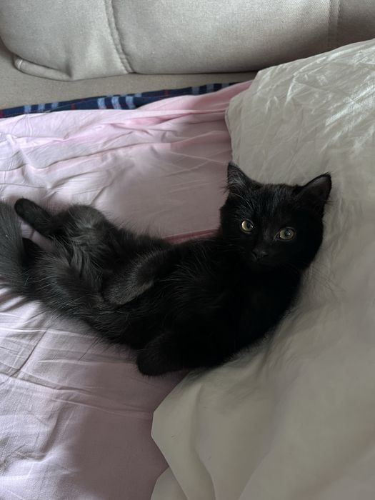Ищу котенку новый дом