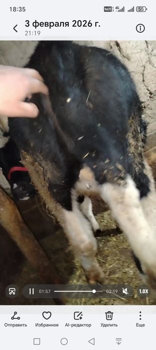 Пародали гунажин сотилади