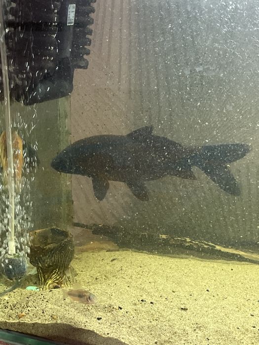 Аквариум 100 литров