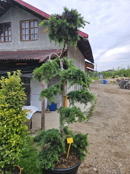 Catalpa  globular  plante