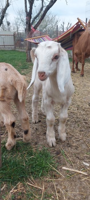 De vânzare țăpic  anglo-nubian