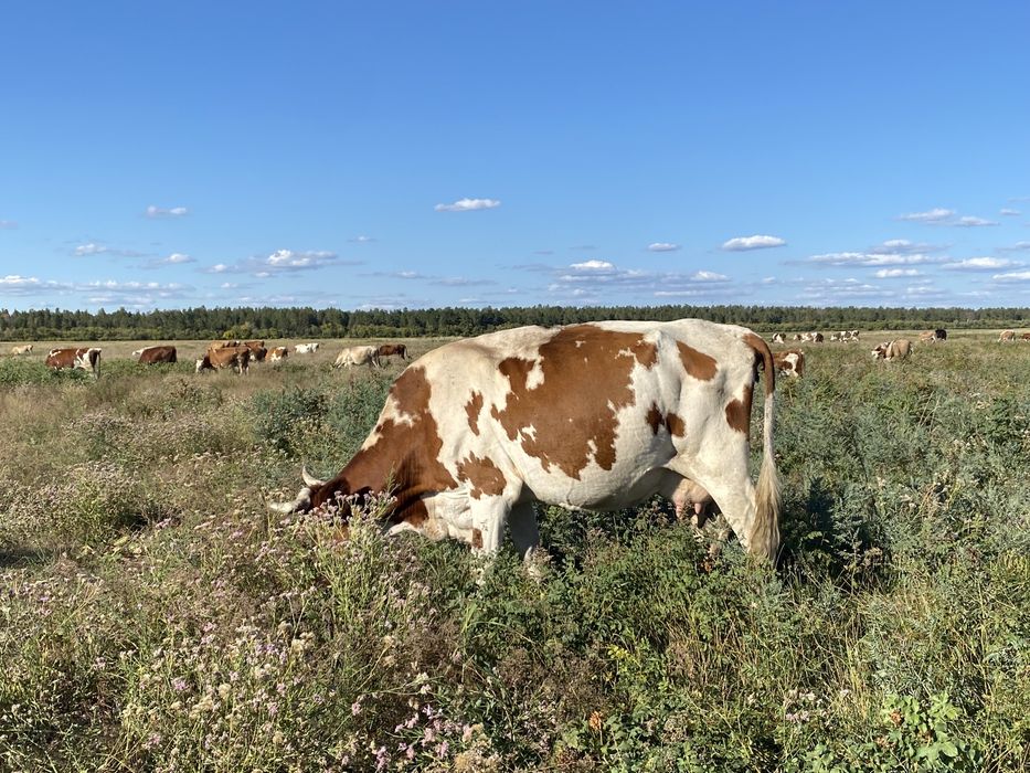 Продается Корова дойная
