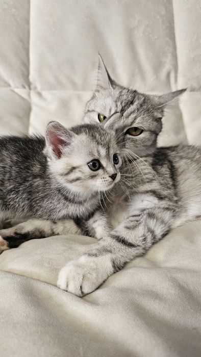 Отдам даром котят