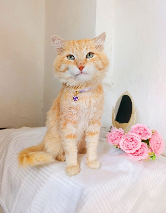 Котик в добрые руки