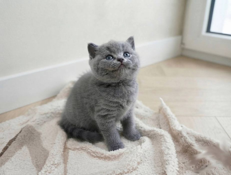 Британские котята