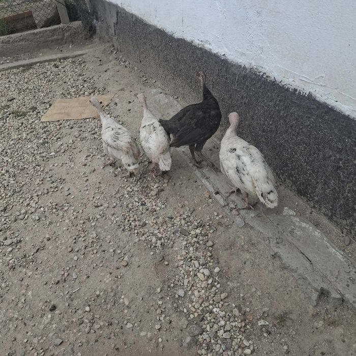 Продавам пуйки мисирки