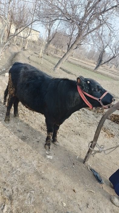 Ангус бука сотилади