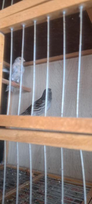 Свободни канари черен червена мозайка и ахат топаз червена мозайка