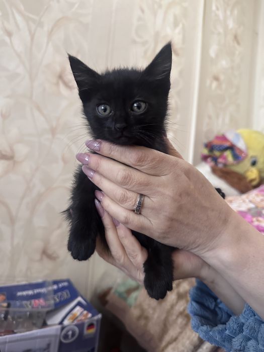 Котятки в хорошие ручки