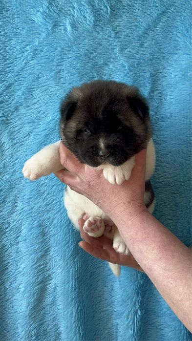 Щенки Американской акиты