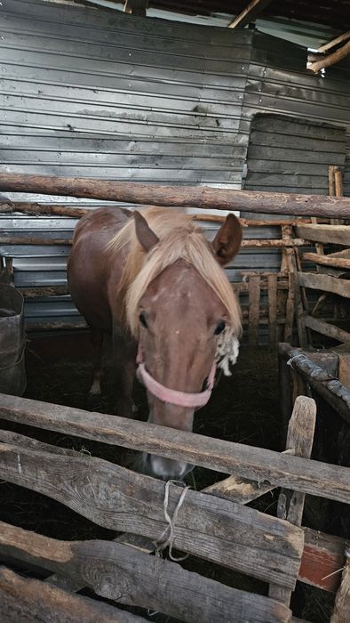 Продам жирный тай