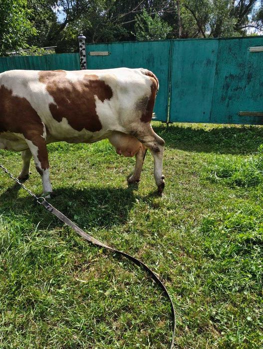Продам корову удой хороший
