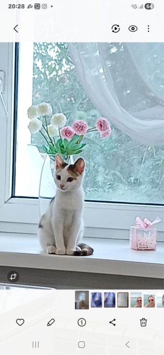 Отдам котенка в добрые руки