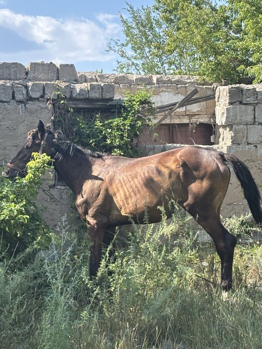 2 жасар байтал обмен бар