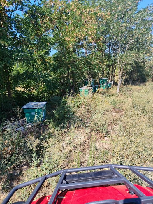 Vând 10 lăzi de albine,