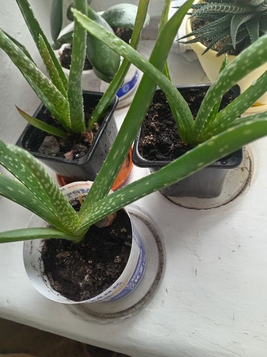 Цветы комнатные для уюта