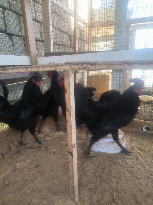 Ухаюль. Хорозлари