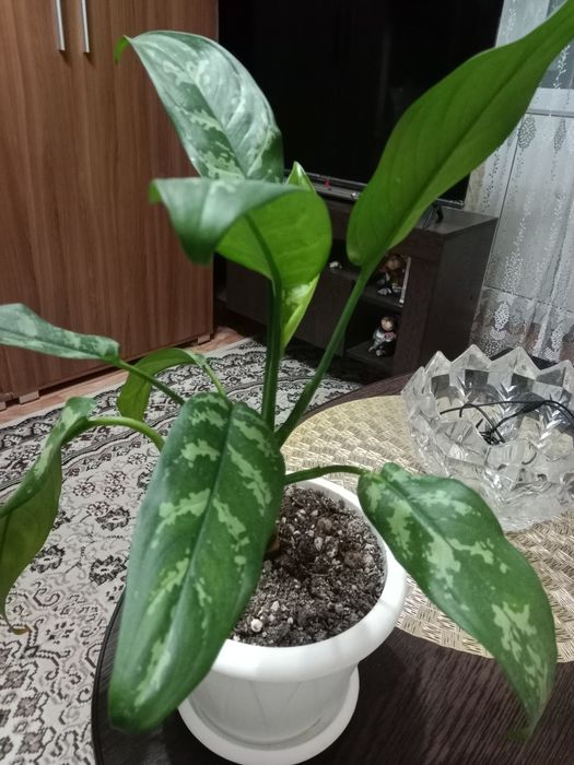 Аглаонема Мария продам