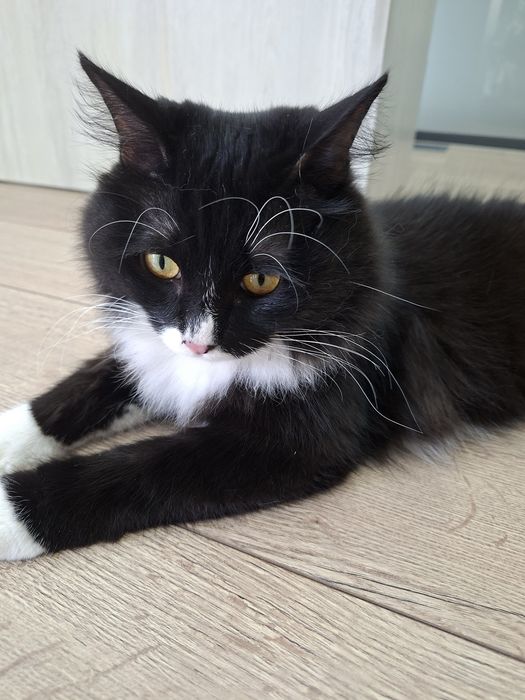 Котёнок мальчик кастрированный