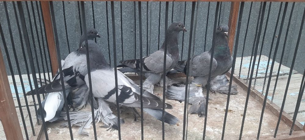 Продаются голуби