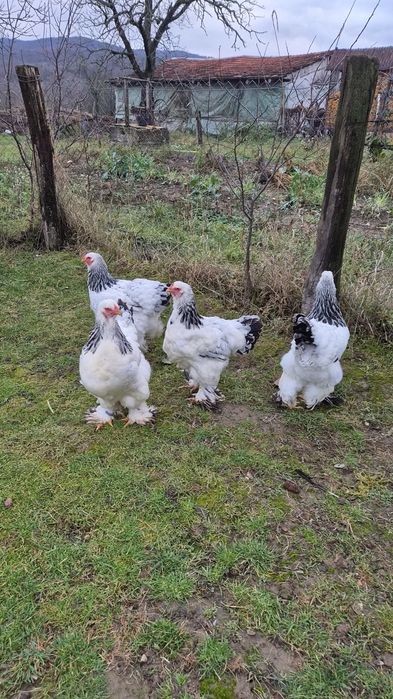 Pasari Brahma Herminat Deschis