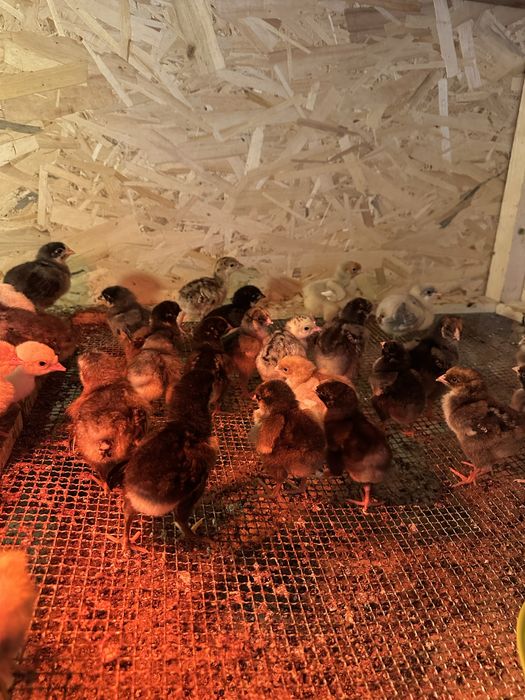 Pui rasa australorp albastru si wiandotte