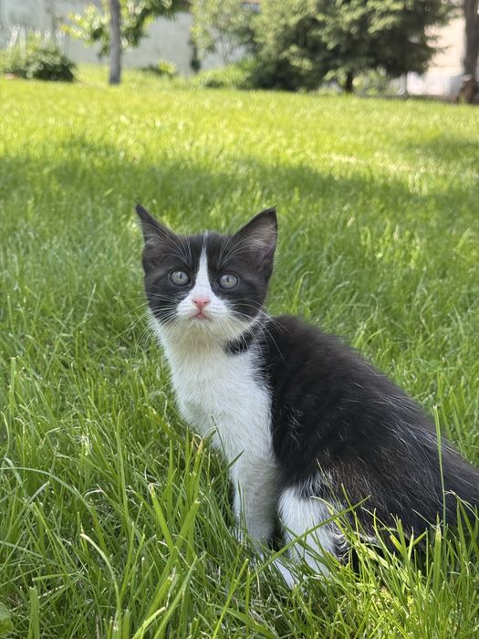 Котята бесплатно