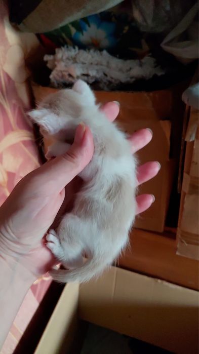 Отдам котят бесплатно