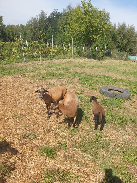 Vand  oi rasa Camerun si ieduțe Saanen