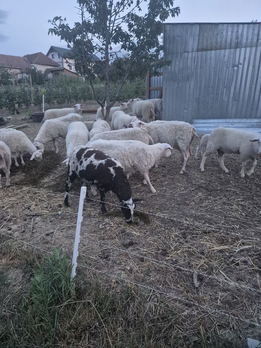 Vând berbeci din rasă de lapte