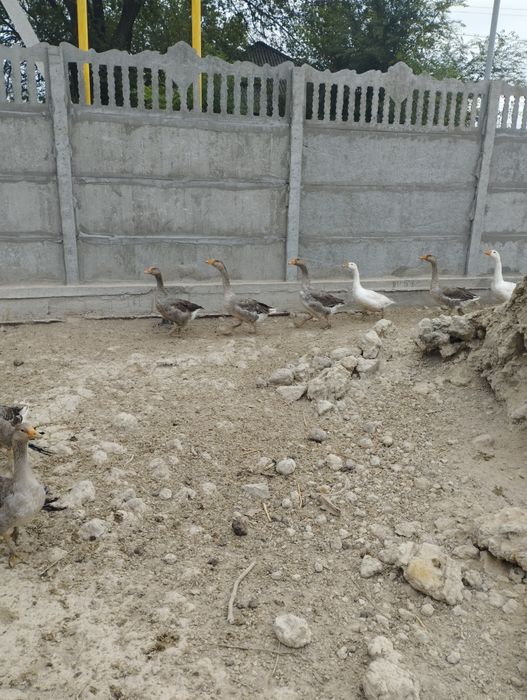 Продам гусей Крупно серые