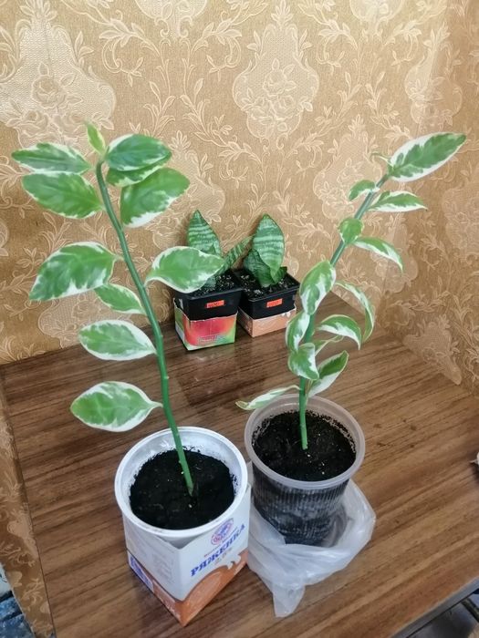 Продам щучий хвост