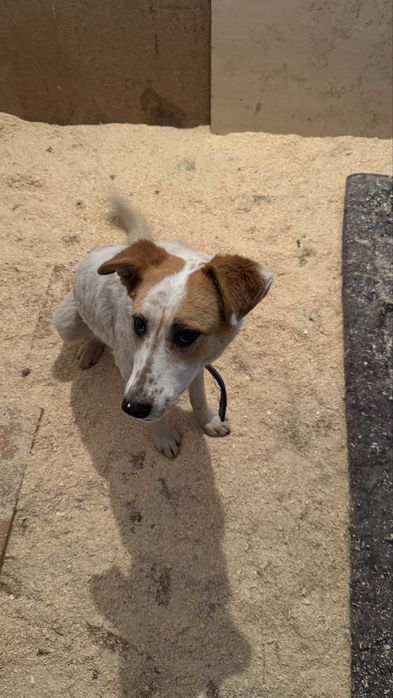 Две подружки на пристройство