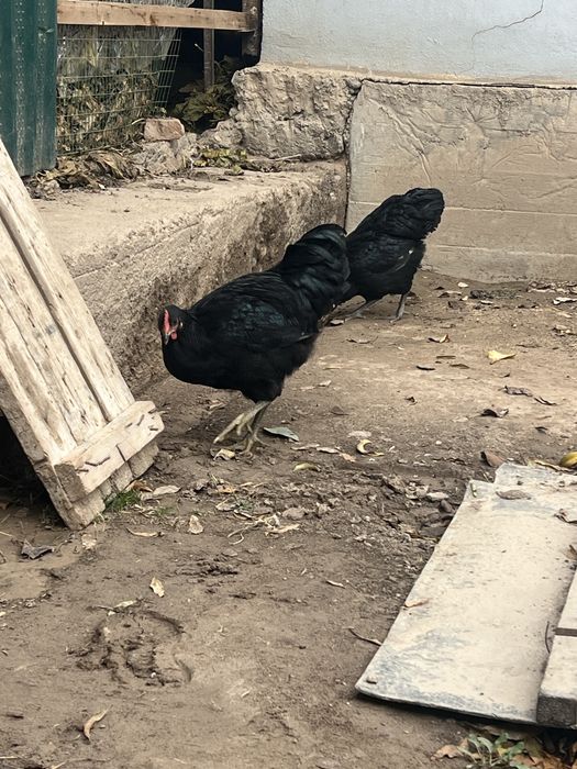 Jersi xuroz jujalari