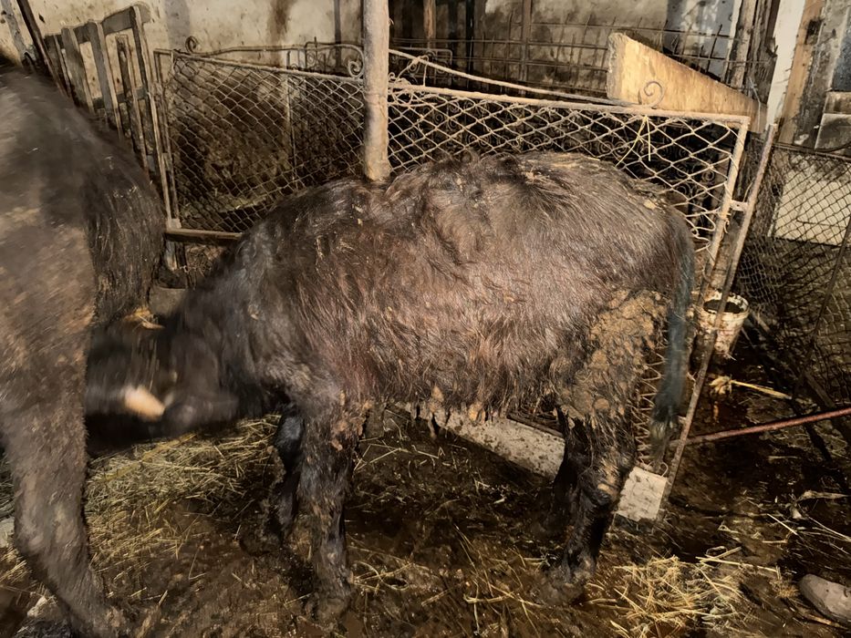 Vand vitel si bivolita separat sau impreuna