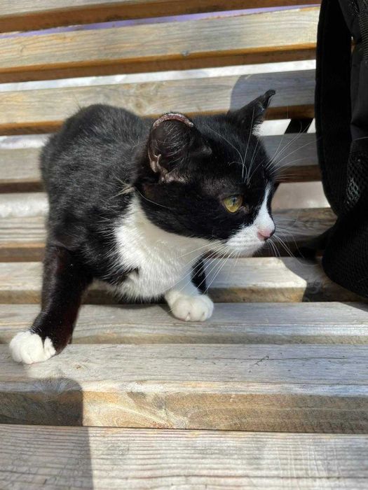 отдам кошечку бесплатно