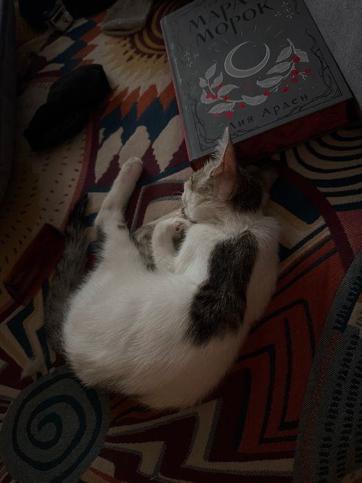 Котенок девочка. СРОЧНЫЙ ПРИСТРОЙ